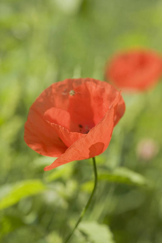 无人,竖图,俯视,室外,特写,白天,花海,花圃,美景,植物,罂粟,叶子,阴影,朦胧,模糊,盛开,光线,影子,景观,草药,花蕾,中药,花,花瓣,花朵,花卉,鲜花,两朵,红色,绿色,阳光,自然,花丛,花束,花田,花苞,花蕊,景色,毒品,自然风光,药材,中草药,中药材,本草,止痛,镇静,安眠,罂粟花,彩图,高角度拍摄
