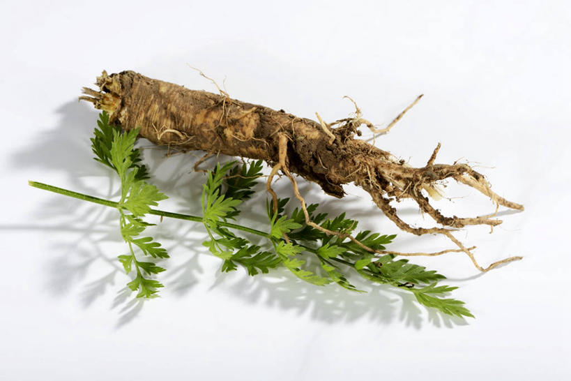 无人,横图,俯视,室内,特写,白天,白色背景,餐桌,桌子,萝卜,胡萝卜,芹菜,蔬菜,叶子,阴影,新鲜,反射,影子,食品,绿叶,食物,一个,嫩叶,摄影,有机食品,绿色食品,荷兰芹,欧芹,香芹,影棚,单个,餐台,法香,巴西利,洋香菜,洋芫荽,法国香菜,旱芹菜,番荽,叶,叶片,红萝卜,甘荀,彩图,高角度拍摄,影棚拍摄,拍摄