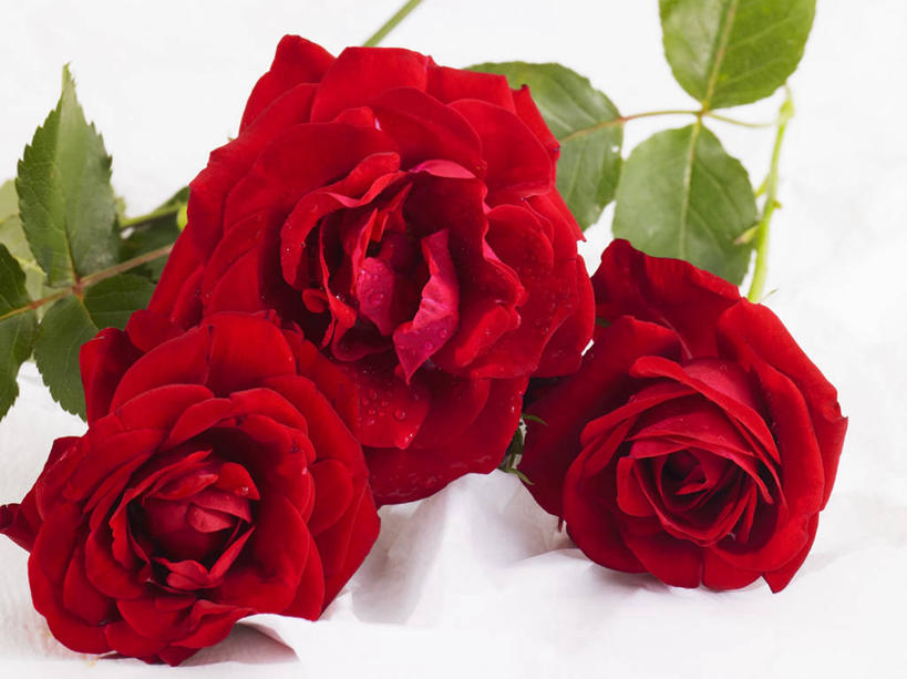 无人,横图,俯视,室内,特写,白天,白色背景,爱情,幸福,纯洁,热情,桌面,桌子,玫瑰,叶子,三朵,阴影,盛开,反射,木制,影子,绿叶,玫瑰花,浪漫,花蕾,花,花瓣,花朵,鲜花,红色,木制品,花苞,花蕊,温暖,温馨,嫩叶,恩爱,摄影,影棚,和睦,感动,尊敬,天真,刺玫花,徘徊花,叶,叶片,彩图,高角度拍摄,影棚拍摄,拍摄,融洽