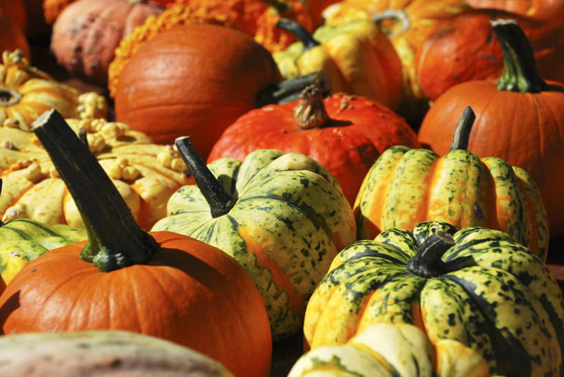 无人,横图,俯视,室内,特写,白天,桌面,桌子,南瓜,蔬菜,许多,阴影,新鲜,反射,木制,影子,金瓜,食品,很多,番瓜,食物,绿色,木制品,橙色,有机食品,绿色食品,麦瓜,倭瓜,彩图,高角度拍摄