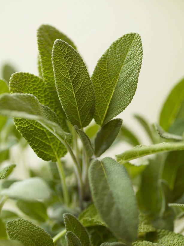 无人,家庭,竖图,室内,特写,白天,正面,智慧,叶子,阴影,朦胧,模糊,反射,影子,调味,香料,佐料,绿叶,绿色,嫩叶,摄影,影棚,鼠尾草,配料,作料,理性,叶,叶片,彩图,影棚拍摄,拍摄