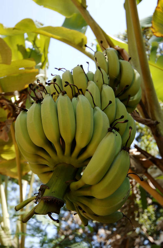 无人,竖图,室外,特写,白天,仰视,美景,植物,香蕉,水果,叶子,吊挂,悬挂,阴影,新鲜,光线,影子,景观,生食,食品,果实,绿叶,挂,树,树木,食物,蓝色,绿色,蓝天,天空,阳光,自然,天,嫩叶,景色,有机食品,绿色食品,生长,晴朗,成长,自然风光,万里无云,叶,叶片,晴空,晴空万里,甘蕉,彩图,低角度拍摄