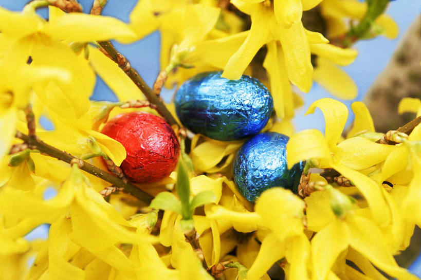 无人,横图,俯视,室内,特写,白天,桌面,桌子,复活节,阴影,蓝色背景,节日,庆祝,盛开,反射,木制,包装,包装纸,铝箔纸,锡箔纸,影子,纸,蛋,食品,糖,糖果,甜点,甜品,纸张,花蕾,文化,花,花瓣,花朵,鲜花,食物,木制品,甜食,巧克力,花苞,花蕊,庆典,摄影,影棚,纪念,朱古力,黑巧克力,包装材料,彩蛋,锡箔,复活节彩蛋,铝箔,彩图,高角度拍摄,影棚拍摄,拍摄