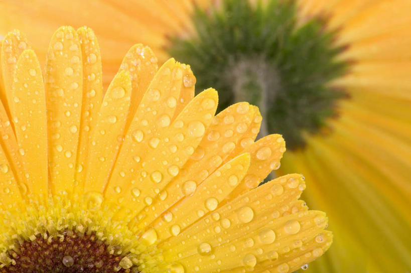 无人,横图,俯视,室内,特写,白天,爱情,幸福,水,太阳,露水,向日葵,阴影,朦胧,模糊,盛开,透明,反射,液体,影子,水滴,花蕾,水珠,花,花瓣,花朵,鲜花,黄色,露珠,花苞,花蕊,生机,剔透,光辉,沉默,忠诚,灵动,勇敢,投缘,爱慕,通明,高傲,朝阳花,葵花,望日莲,向阳花,转日莲,彩图,高角度拍摄,晶莹