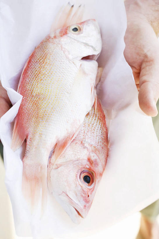 西方人,手,一个人,捧,竖图,俯视,室内,特写,白天,欧洲,欧洲人,双手,仅一个年轻女性,仅一个女性,仅一个人,朦胧,模糊,包装,包装纸,纸,纸张,鲷鱼,手部,鲷,加吉鱼,铜盆鱼,包装材料,牛皮纸,班加吉,加真鲷,年轻女性,女人,女性,白种人,端,端着,捧着,手捧,半身,彩图,高角度拍摄