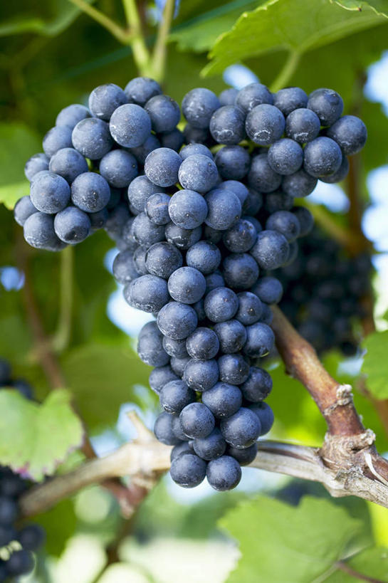 无人,果园,竖图,室外,特写,白天,仰视,美景,田园,植物,葡萄,水果,叶子,吊挂,悬挂,朦胧,模糊,新鲜,纹理,景观,生食,食品,果实,绿叶,挂,葡萄园,食物,蓝色,绿色,自然,庄园,嫩叶,景色,有机食品,绿色食品,自然风光,肌理,叶,叶片,叶脉,山葫芦,蒲桃,草龙珠,彩图,低角度拍摄