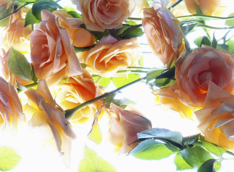 无人,横图,俯视,室内,特写,白天,白色背景,爱情,幸福,纯洁,热情,餐桌,桌子,玫瑰,叶子,阴影,盛开,反射,影子,绿叶,玫瑰花,浪漫,花蕾,花,花瓣,花朵,鲜花,粉色,绿色,花苞,花蕊,温暖,温馨,嫩叶,恩爱,摄影,影棚,餐台,和睦,感动,尊敬,天真,刺玫花,徘徊花,叶,叶片,彩图,高角度拍摄,影棚拍摄,拍摄,融洽