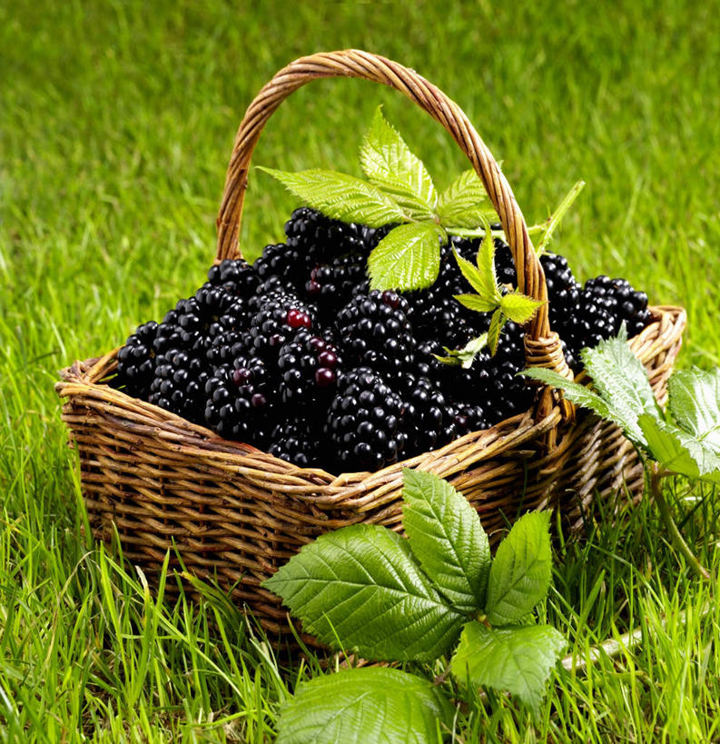 无人,交叉,竖图,俯视,室外,特写,白天,草地,草坪,植物,竹子,浆果,水果,叶子,一堆,许多,堆叠,堆积,竹制,新鲜,编织,篮子,桑葚,桑椹,生食,食品,果实,绿叶,很多,草,食物,一个,绿色,黑色,竹篮,覆盆子,嫩叶,有机食品,绿色食品,单个,竹条,堆,交织,竹制品,穿插,叶,叶片,彩图,高角度拍摄