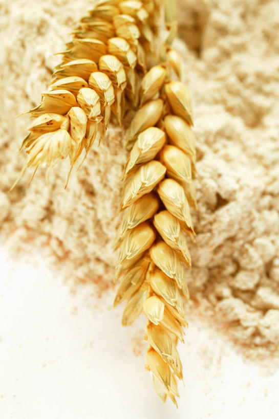 无人,竖图,俯视,室内,特写,白天,白色背景,农作物,小麦,餐桌,桌子,阴影,反射,粉末,影子,谷物,面粉,粮食,金色,粉,摄影,麦子,影棚,餐台,农产品,原材料,粉状,彩图,高角度拍摄,影棚拍摄,拍摄