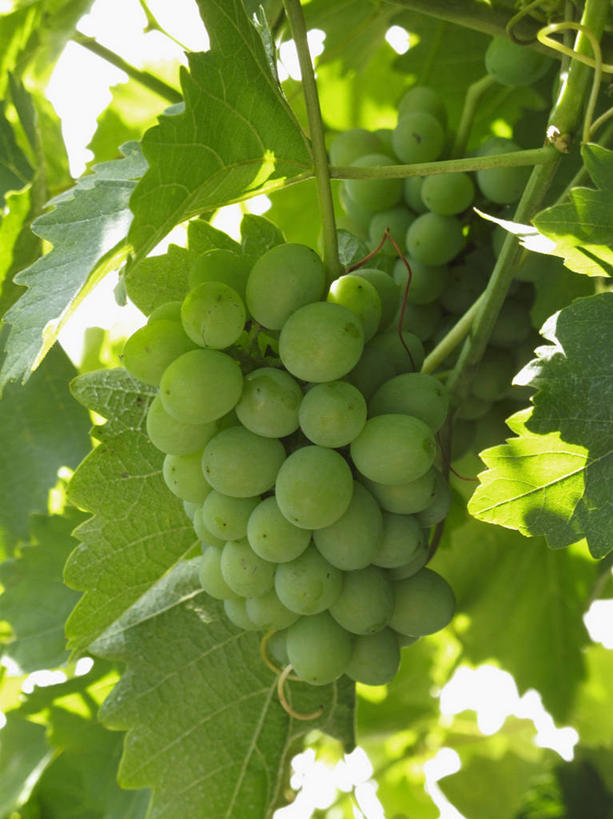 无人,果园,竖图,室外,特写,白天,正面,美景,田园,植物,葡萄,水果,叶子,吊挂,悬挂,阴影,朦胧,模糊,新鲜,反射,影子,景观,生食,食品,果实,果树,绿叶,挂,树,树木,食物,绿色,自然,嫩叶,景色,有机食品,绿色食品,生长,成长,自然风光,田庄,园子,叶,叶片,山葫芦,蒲桃,草龙珠