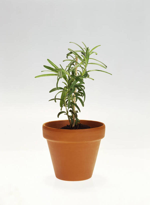 无人,竖图,室内,特写,白天,白色背景,正面,植物,桌面,桌子,叶子,阴影,反射,木制,盆栽,纹理,影子,绿叶,盆景,一个,绿色,自然,木制品,嫩叶,摄影,影棚,生长,单个,成长,迷迭香,肌理,海洋之露,叶,叶片,叶脉,彩图,影棚拍摄,拍摄