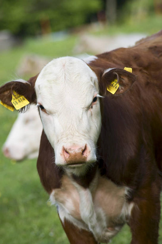 点心,无人,农场,站,竖图,室外,白天,正面,畜牧业,牧场,草地,草坪,美景,植物,朦胧,模糊,景观,食品,甜点,甜品,注视,草,树,树木,食物,糕点,一只,绿色,自然,甜食,奶油,观察,看,站着,景色,生长,成长,观看,察看,乳制品,关注,自然风光,畜牧,牧业,激凌,克林姆,淇淋,站立,半身,彩图