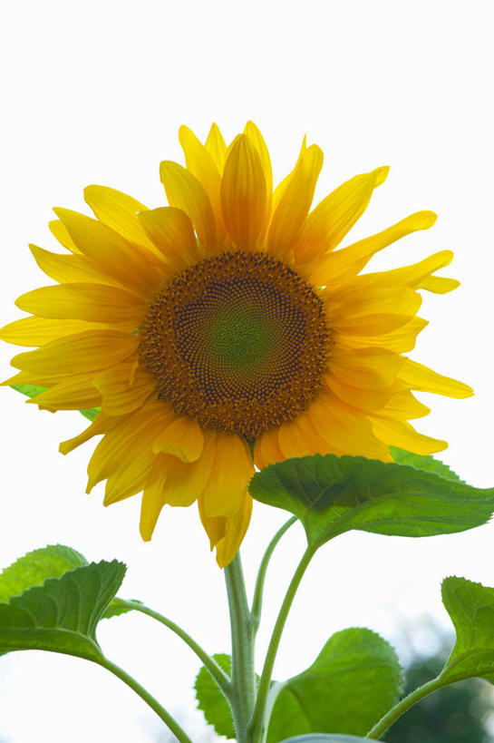 无人,竖图,室内,特写,白天,白色背景,正面,爱情,幸福,太阳,植物,向日葵,叶子,盛开,纹理,绿叶,花蕾,花,花瓣,花朵,鲜花,一朵,黄色,绿色,花苞,花蕊,嫩叶,摄影,影棚,光辉,沉默,忠诚,肌理,勇敢,投缘,爱慕,高傲,朝阳花,葵花,望日莲,向阳花,转日莲,叶,叶片,叶脉,彩图,影棚拍摄,拍摄