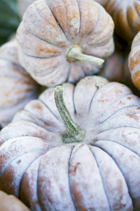 无人,竖图,俯视,室内,特写,白天,餐桌,桌子,南瓜,蔬菜,一堆,许多,阴影,堆叠,堆积,新鲜,反射,影子,金瓜,食品,很多,番瓜,食物,有机食品,绿色食品,餐台,堆,麦瓜,倭瓜,彩图,高角度拍摄