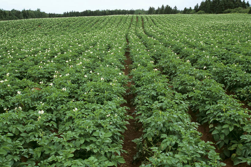 无人,横图,室外,白天,正面,旅游,度假,美景,植物,蔬菜,土豆,叶子,新鲜,景观,食品,绿叶,娱乐,树,树木,食物,蓝色,绿色,蓝天,天空,自然,天,享受,休闲,嫩叶,景色,放松,有机食品,绿色食品,生长,晴朗,成长,自然风光,万里无云,叶,叶片,晴空,晴空万里,芋艿,洋芋,山药蛋,马铃薯,彩图