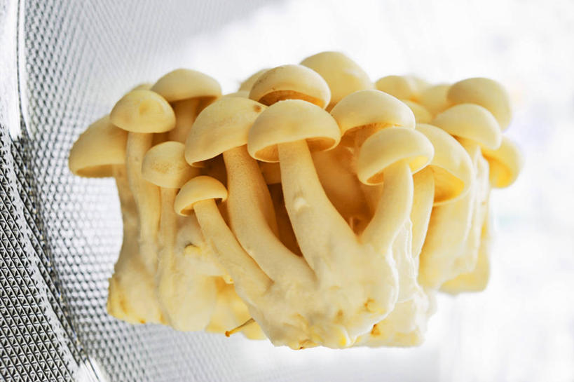 无人,横图,俯视,室内,特写,白天,白色背景,蔬菜,一堆,许多,阴影,堆叠,堆积,新鲜,反射,滤器,影子,勺子,菌菇,食品,菌类,食物,食用菌,摄影,有机食品,绿色食品,影棚,堆,本菇,漏勺,本占地菇,九月菇,玉蕈离褶伞,占地菇,彩图,高角度拍摄,影棚拍摄,拍摄