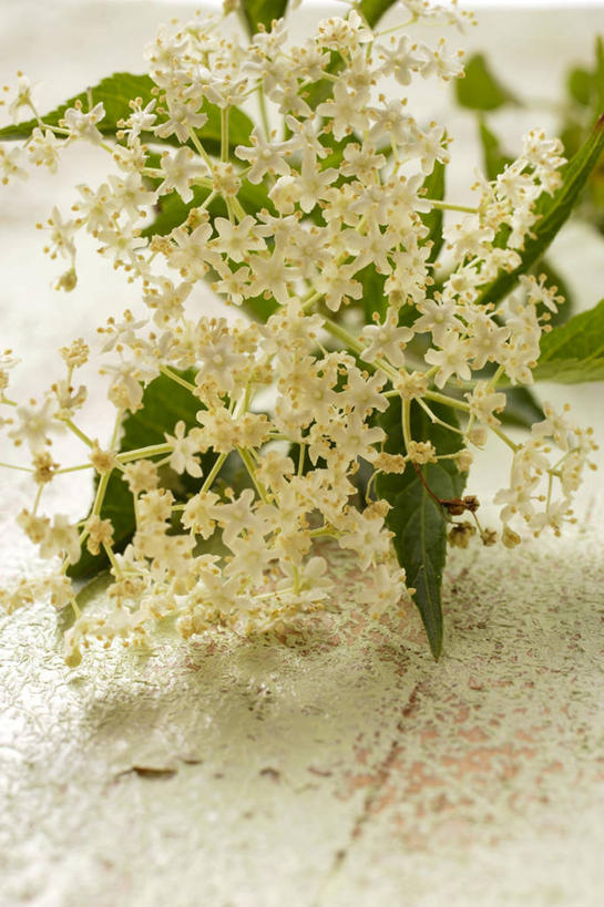 无人,竖图,俯视,室内,特写,白天,植物,桌面,桌子,叶子,阴影,盛开,反射,木制,纹理,影子,绿叶,草药,药草,花蕾,中药,花,花瓣,花朵,鲜花,绿色,木制品,花苞,花蕊,嫩叶,药材,中草药,接骨木,中药材,本草,肌理,草珊瑚,接骨金粟兰,九节茶,九节风,九节花,肿节风,竹节茶,叶,叶片,叶脉,彩图,高角度拍摄