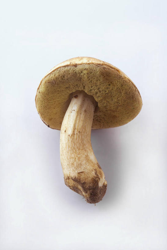 无人,竖图,俯视,室内,特写,白天,白色背景,桌面,桌子,蔬菜,阴影,新鲜,反射,木制,影子,菌菇,蘑菇,食品,菌类,中药,食物,一个,木制品,食用菌,摄影,有机食品,绿色食品,影棚,单个,药材,牛肝菌,中药材,美味牛肝菌,大脚菇,彩图,高角度拍摄,影棚拍摄,拍摄