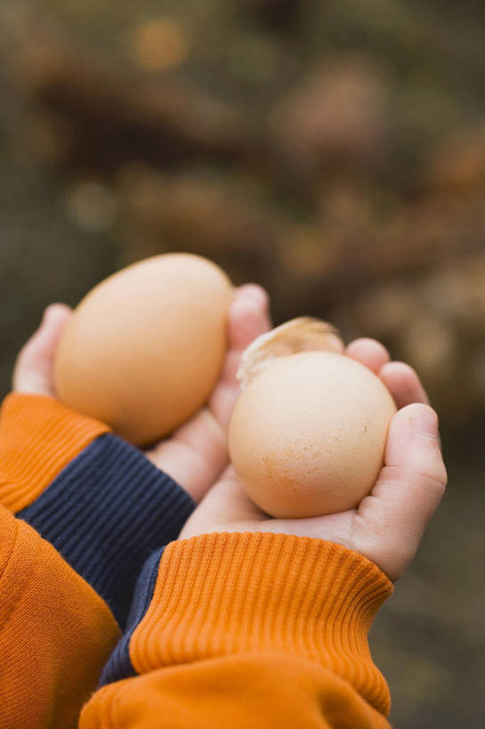 西方人,儿童,手,一个人,捧,竖图,俯视,室外,特写,白天,纯洁,欧洲,欧洲人,双手,仅一个男性,仅一个人,服装,朦胧,模糊,蛋,鸡蛋,两颗,休闲装,小孩,衣服,仅一个小孩,休闲,手部,休闲服,橙色,可爱,童年,童趣,服饰,童真,烂漫,无邪,草鸡蛋,卵,天真,男孩,男人,男性,白种人,孩子,端,端着,捧着,手捧,半身,彩图,高角度拍摄,男生