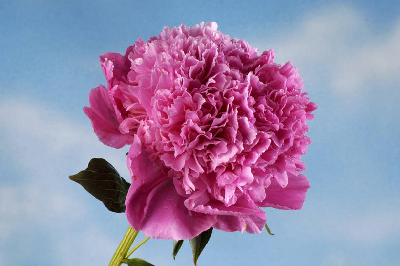 无人,横图,室外,特写,白天,正面,爱情,幸福,牡丹花,叶子,阴影,朦胧,模糊,盛开,光线,影子,云,云朵,粉红色,绿叶,粉红,浪漫,花蕾,云彩,花,花瓣,花朵,鲜花,一朵,粉色,蓝色,白云,蓝天,天空,阳光,天,花苞,花蕊,健康,嫩叶,可爱,活泼,晴朗,青春,满足,甜美,富贵,时髦,温柔,纯真,鼠姑,鹿韭,白茸,百雨金,浓情,圆满,富贵花,洛阳花,牡丹,木芍药,芍药,叶,叶片,晴空,彩图