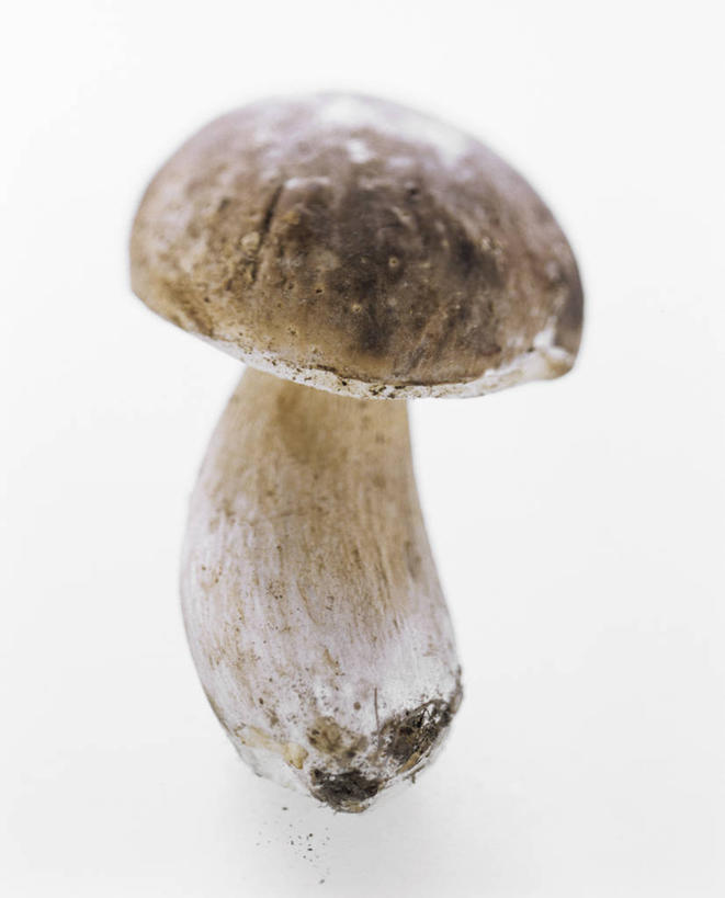 无人,竖图,俯视,室内,特写,白天,白色背景,餐桌,桌子,蔬菜,阴影,新鲜,反射,影子,菌菇,蘑菇,食品,褐色,菌类,中药,食物,一个,食用菌,摄影,有机食品,绿色食品,影棚,单个,餐台,药材,牛肝菌,中药材,美味牛肝菌,大脚菇,彩图,高角度拍摄,影棚拍摄,拍摄