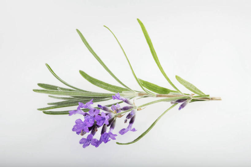 无人,横图,俯视,室内,特写,白天,白色背景,爱情,餐桌,桌子,叶子,阴影,盛开,反射,影子,绿叶,浪漫,花蕾,花,花瓣,花朵,鲜花,紫色,香草,花苞,花蕊,薰衣草,嫩叶,摄影,影棚,餐台,呼吸,灵香草,黄香草,奇迹,叶,叶片,彩图,高角度拍摄,影棚拍摄,拍摄