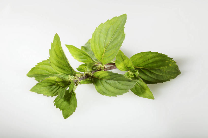 无人,横图,俯视,室内,特写,白天,白色背景,餐桌,桌子,叶子,阴影,反射,影子,调味,香料,佐料,薄荷,绿叶,银丹草,嫩叶,摄影,影棚,餐台,配料,作料,斑叶凤梨薄荷,夜息香,叶,叶片,彩图,高角度拍摄,影棚拍摄,拍摄