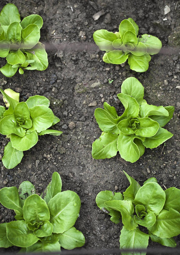 无人,农田,竖图,俯视,室外,特写,白天,庄稼,农作物,美景,一排,许多,阴影,丰富,丰收,整齐,光线,影子,景观,泥土,土壤,生菜,莴苣,丰盛,排列,阳光,自然,景色,队列,自然风光,春菜,鹅仔菜,莴仔菜,千金菜,叶用莴苣,丰登,丰硕,彩图,高角度拍摄,耕地,庄稼田