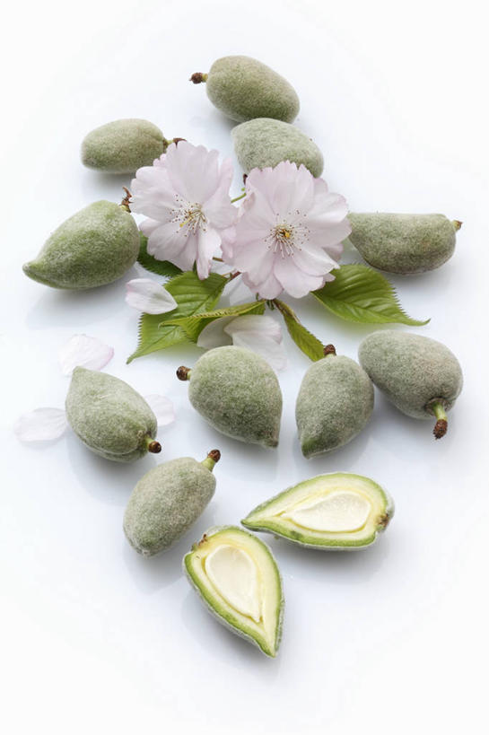 无人,竖图,俯视,室内,特写,白天,白色背景,餐桌,桌子,杏仁,许多,阴影,盛开,反射,影子,花蕾,花,花瓣,花朵,鲜花,排列,两朵,紫色,花苞,花蕊,摄影,影棚,餐台,横截面,剖面,摆列,截面,截面图形,杏子,杏梅仁,杏核仁,木落子,苦杏仁,彩图,高角度拍摄,影棚拍摄,拍摄,布列,分列