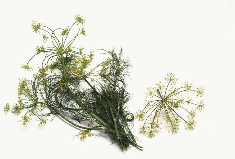 无人,横图,俯视,室内,特写,白天,白色背景,餐桌,桌子,一堆,许多,阴影,堆叠,堆积,盛开,反射,影子,调味,香料,佐料,花蕾,花,花瓣,花朵,鲜花,花苞,花蕊,摄影,影棚,餐台,堆,配料,莳萝,作料,洋茴香,土茴香,彩图,高角度拍摄,影棚拍摄,拍摄