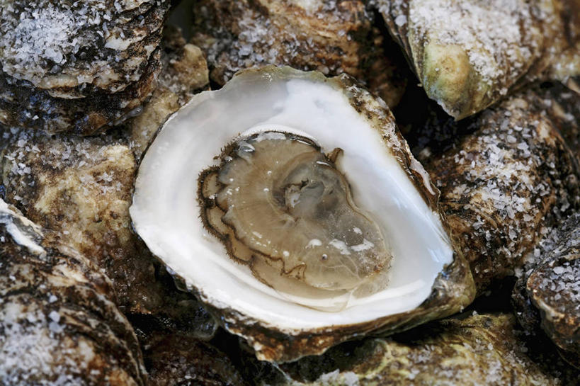 海鲜,无人,横图,俯视,室内,特写,白天,餐桌,桌子,一堆,许多,阴影,堆叠,堆积,反射,影子,牡蛎,水产,海洋生物,打开,餐台,堆,生蚝,开启,水生动物,海产品,水生物,海底动物,彩图,高角度拍摄