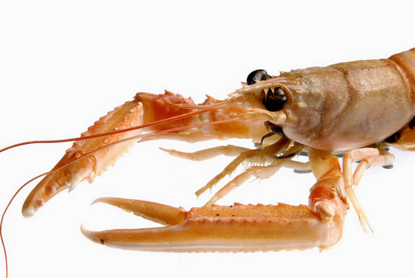 无人,横图,俯视,室内,特写,白天,白色背景,餐桌,桌子,阴影,反射,影子,虾,大虾,一只,摄影,影棚,对虾,餐台,死亡,斑节虾,殒命,灭亡,东方对虾,中国对虾,半身,彩图,高角度拍摄,影棚拍摄,拍摄