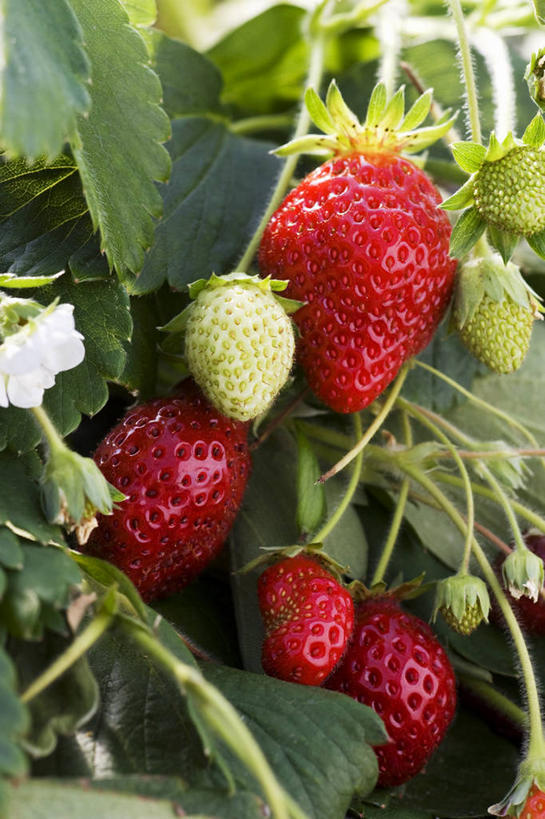 无人,农田,竖图,室外,特写,白天,正面,庄稼,农作物,美景,草莓,浆果,水果,叶子,阴影,新鲜,光线,影子,景观,生食,食品,果实,绿叶,食物,红色,阳光,自然,嫩叶,景色,有机食品,绿色食品,自然风光,叶,叶片,洋莓,水果皇后,红莓,地莓,彩图,耕地,庄稼田