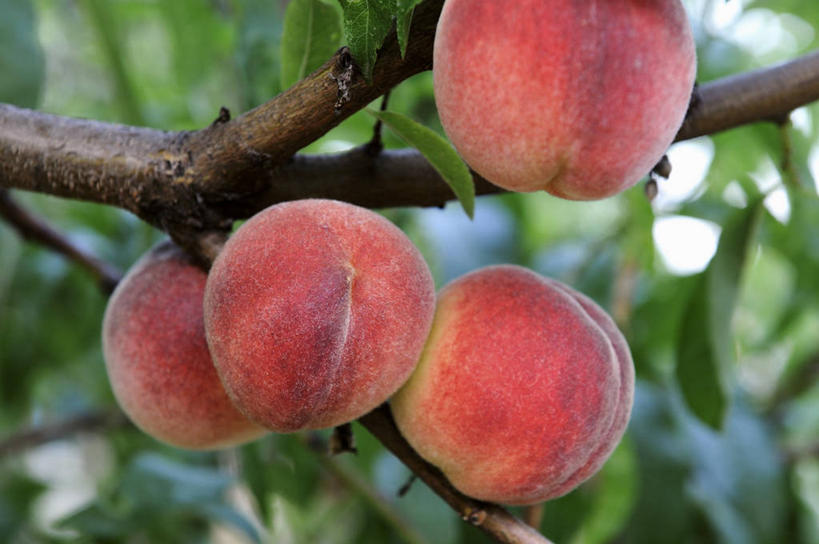 无人,果园,横图,室外,特写,白天,正面,田园,植物,桃子,水果,叶子,吊挂,悬挂,朦胧,模糊,新鲜,纹理,生食,食品,果实,果树,绿叶,枝条,挂,树,树木,树枝,食物,红色,绿色,自然,四个,嫩叶,有机食品,绿色食品,生长,成长,肺果,肌理,田庄,虬枝,枝杈,园子,叶,叶片,叶脉,彩图