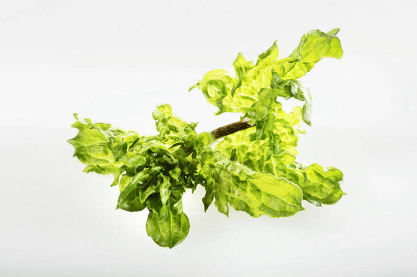 无人,横图,俯视,室内,特写,白天,白色背景,植物,桌面,桌子,叶子,阴影,反射,木制,纹理,影子,薄荷,绿叶,银丹草,绿色,木制品,嫩叶,摄影,影棚,肌理,斑叶凤梨薄荷,苹果薄荷,夜息香,叶,叶片,叶脉,彩图,高角度拍摄,影棚拍摄,拍摄