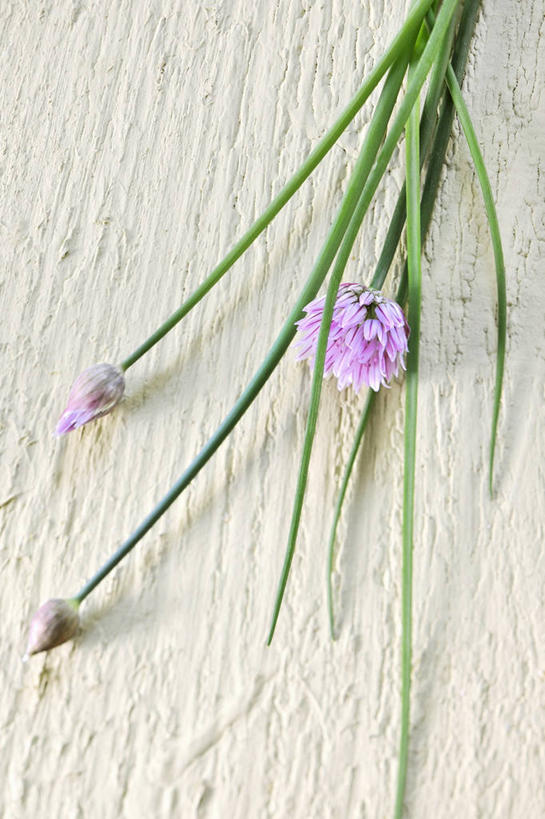 无人,竖图,俯视,室内,特写,白天,植物,桌面,桌子,蔬菜,阴影,新鲜,盛开,反射,木制,影子,葱,食品,草药,药草,葱花,花蕾,中药,花,花瓣,花朵,鲜花,食物,绿色,自然,木制品,花苞,花蕊,摄影,有机食品,绿色食品,影棚,生长,成长,细香葱,香葱,药材,中草药,中药材,本草,彩图,高角度拍摄,影棚拍摄,拍摄