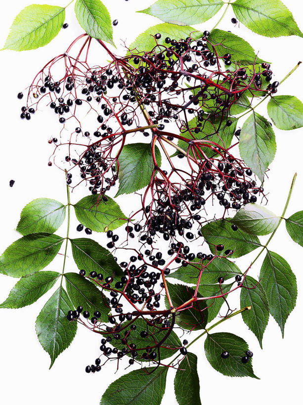 无人,竖图,俯视,室内,特写,白天,白色背景,植物,桌面,桌子,叶子,阴影,反射,木制,纹理,影子,绿叶,草药,药草,枝条,中药,树,树木,树枝,绿色,木制品,嫩叶,摄影,影棚,药材,中草药,接骨木,中药材,本草,肌理,草珊瑚,接骨金粟兰,九节茶,九节风,九节花,肿节风,竹节茶,虬枝,枝杈,叶,叶片,叶脉,彩图,高角度拍摄,影棚拍摄,拍摄