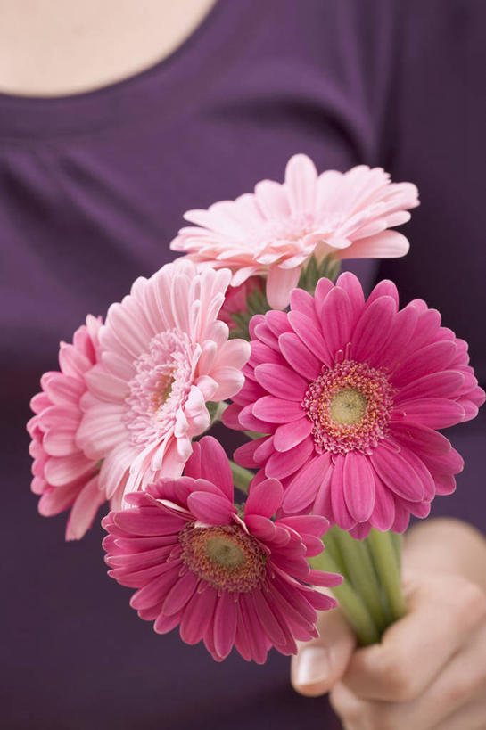 西方人,手,一个人,站,竖图,室内,特写,白天,正面,欧洲,欧洲人,仅一个年轻女性,仅一个女性,仅一个人,握,服装,盛开,非洲菊,拿,花蕾,拿着,休闲装,花,花瓣,花朵,鲜花,衣服,花苞,花蕊,站着,休闲,手部,休闲服,菊花,握着,服饰,单手,扶郎花,灯盏花,千日菊,年轻女性,女人,女性,白种人,站立,半身,彩图