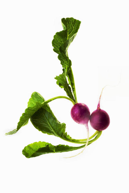 无人,竖图,俯视,室内,特写,白天,白色背景,植物,桌面,桌子,萝卜,蔬菜,叶子,阴影,新鲜,反射,木制,纹理,影子,食品,绿叶,食物,红色,绿色,木制品,嫩叶,摄影,有机食品,绿色食品,影棚,肌理,大红萝卜,东北红萝卜,叶,叶片,叶脉,莱菔,红萝卜,彩图,高角度拍摄,影棚拍摄,拍摄