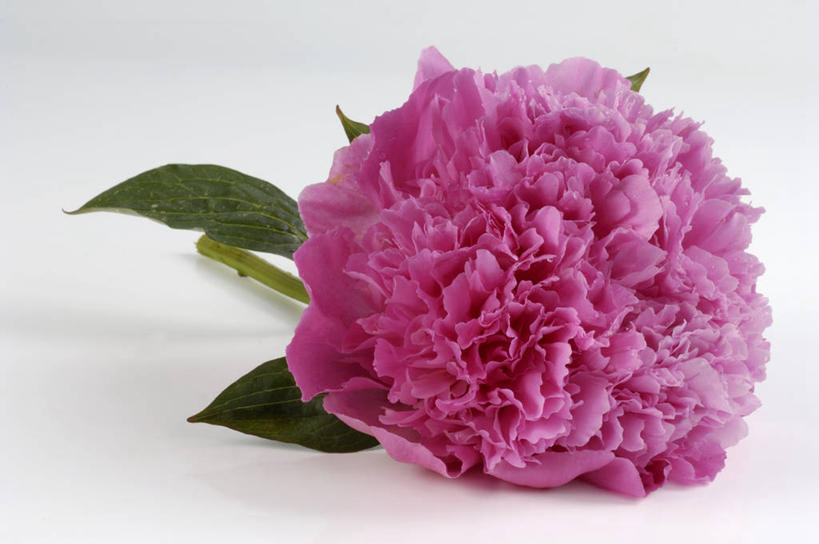 无人,横图,俯视,室内,特写,白天,白色背景,植物,桌面,桌子,牡丹花,叶子,阴影,盛开,反射,木制,纹理,影子,绿叶,花蕾,花,花瓣,花朵,鲜花,一朵,粉色,绿色,木制品,花苞,花蕊,嫩叶,摄影,影棚,富贵,肌理,鼠姑,鹿韭,白茸,百雨金,浓情,圆满,富贵花,洛阳花,牡丹,木芍药,芍药,叶,叶片,叶脉,彩图,高角度拍摄,影棚拍摄,拍摄