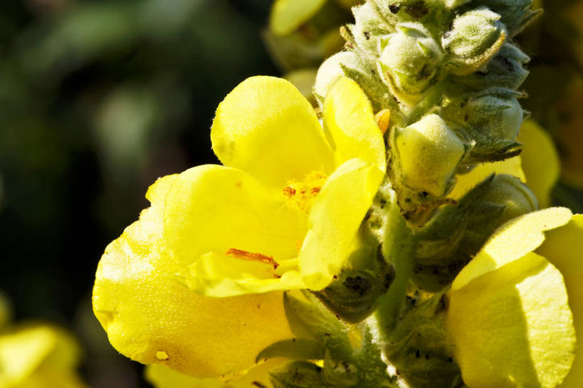 无人,横图,室外,特写,白天,正面,花海,花圃,美景,植物,叶子,阴影,朦胧,模糊,盛开,光线,影子,景观,草药,药草,花蕾,中药,花,花瓣,花朵,花卉,鲜花,黄色,绿色,阳光,自然,花丛,花束,花田,花苞,花蕊,景色,自然风光,药材,中草药,中药材,本草,毛蕊花,毒鱼草,彩图