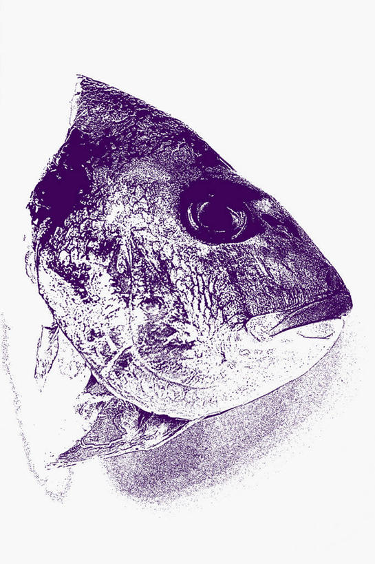 无人,竖图,俯视,室内,特写,白天,白色背景,桌面,桌子,阴影,反射,木制,鱼,影子,肉,鱼肉,肉类,鱼类,紫色,木制品,摄影,影棚,鲈鱼,肉食,花鲈,鲈板,鲈子鱼,彩图,高角度拍摄,影棚拍摄,拍摄