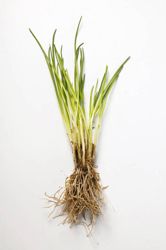 无人,竖图,俯视,室内,特写,白天,白色背景,植物,桌面,桌子,蔬菜,阴影,新鲜,反射,木制,影子,葱,食品,草药,药草,中药,食物,绿色,自然,木制品,摄影,有机食品,绿色食品,影棚,生长,成长,细香葱,香葱,药材,中草药,中药材,本草,彩图,高角度拍摄,影棚拍摄,拍摄