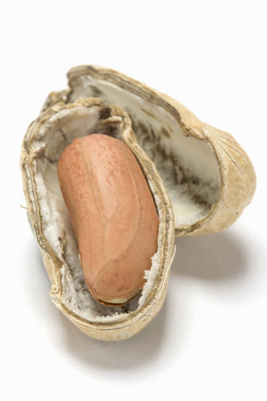 无人,竖图,俯视,室内,特写,白天,白色背景,植物,桌面,桌子,豆,花生,蔬菜,阴影,新鲜,反射,木制,影子,豆类,豆子,食品,坚果,食物,一个,木制品,摄影,长生果,有机食品,绿色食品,影棚,单个,花生仁,豆科,落花生,落生,花生米,花生豆,彩图,高角度拍摄,影棚拍摄,拍摄