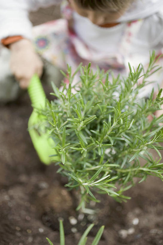 西方人,儿童,一个人,农田,坐,竖图,室外,白天,正面,纯洁,庄稼,农作物,叶子,欧洲,欧洲人,仅一个女性,仅一个人,握,服装,朦胧,模糊,铲子,塑料,绿叶,拿,拿着,注视,休闲装,小孩,衣服,塑料制品,观察,看,仅一个小孩,休闲,休闲服,嫩叶,可爱,童年,童趣,握着,服饰,观看,迷迭香,察看,关注,童真,烂漫,无邪,海洋之露,天真,女孩,女人,女性,白种人,孩子,叶,叶片,坐着,半身,彩图,耕地,庄稼田,女生