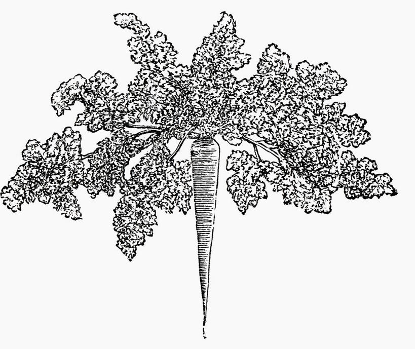 无人,横图,黑白,插画,室内,特写,白天,白色背景,正面,数码,科技,萝卜,胡萝卜,蔬菜,叶子,阴影,新鲜,网络,食品,绿叶,高光,几何,计算机图形,合成,图画,画,食物,一个,嫩叶,有机食品,绿色食品,单个,电脑合成图,数码合成图,合成图,漫画,写实,具体,具象,叶,叶片,红萝卜,甘荀