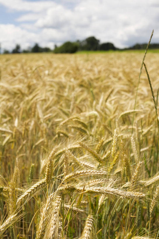 无人,农田,竖图,室外,白天,正面,旅游,度假,庄稼,农作物,小麦,美景,植物,阴影,光线,影子,景观,云,云朵,谷物,麦田,云彩,娱乐,树,树木,蓝色,绿色,白云,蓝天,天空,阳光,自然,天,享受,休闲,景色,放松,麦子,生长,晴朗,成长,自然风光,晴空,彩图,耕地,庄稼田