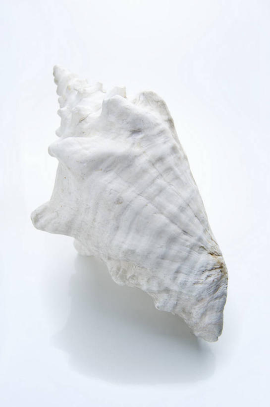 无人,竖图,俯视,室内,特写,白天,白色背景,桌面,桌子,阴影,反射,木制,影子,海螺,海洋生物,一个,白色,木制品,摄影,影棚,单个,软体动物,峨螺,水生动物,水生物,海底动物,彩图,高角度拍摄,影棚拍摄,拍摄