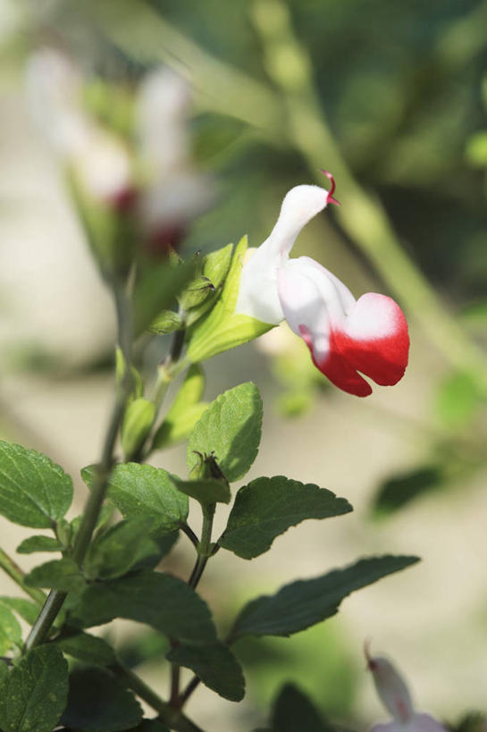 无人,家庭,竖图,俯视,室外,特写,白天,智慧,植物,朦胧,模糊,盛开,草药,药草,花蕾,中药,花,花瓣,花朵,鲜花,花苞,花蕊,鼠尾草,药材,中草药,中药材,本草,理性,彩图,高角度拍摄