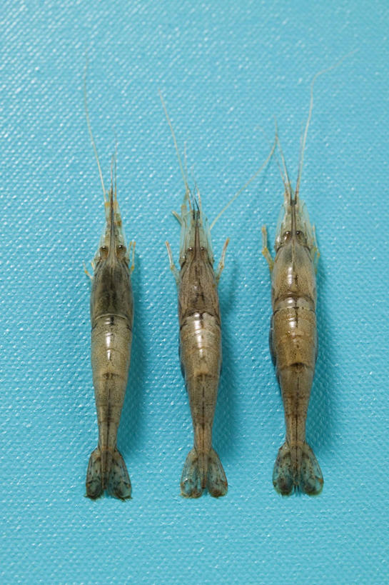 无人,竖图,俯视,室内,特写,白天,餐桌,桌子,三只,一排,蓝色背景,整齐,虾,大虾,排列,趴着,摄影,影棚,对虾,餐台,队列,斑节虾,东方对虾,中国对虾,趴,彩图,高角度拍摄,全身,影棚拍摄,拍摄